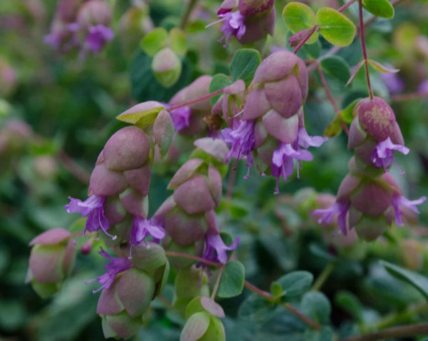 Origanum x 'Amethyst Falls'