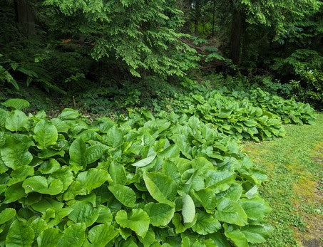 Trachystemon orientalis