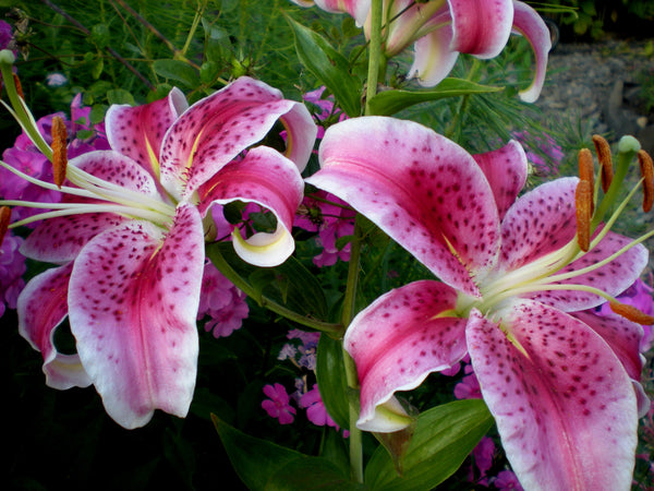 Lilium orientalis 'Stargazer' (Stargazer Lily)