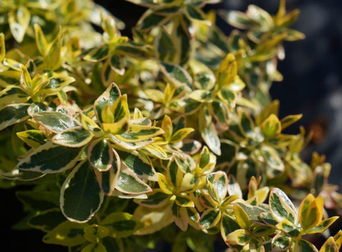 Abelia x grandiflora 'Hopleys'