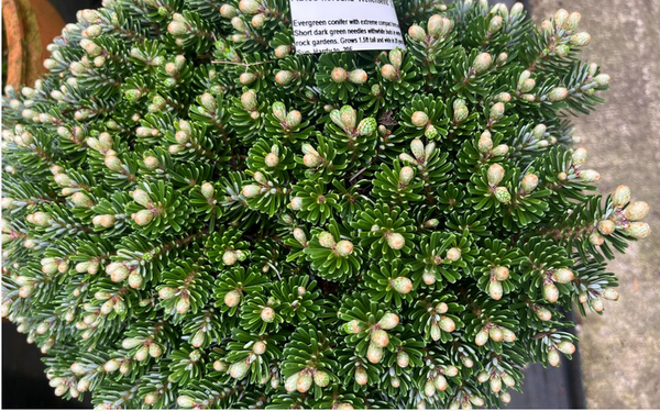 Abies koreana 'Wellenseind'