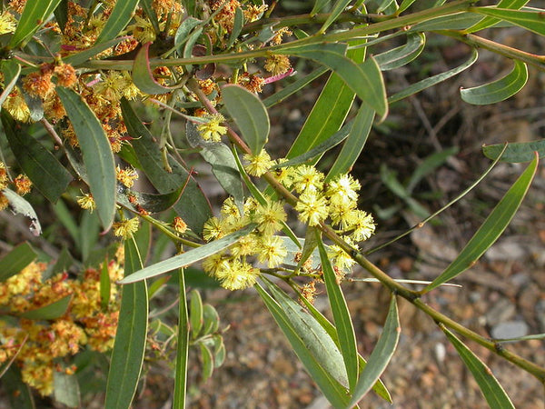 Acacia rubida (Red Stemmed Wattle)