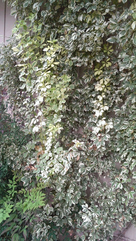 Eleutherococcus sieboldianus 'Variegatus' (aka Acanthopanax sieboldianus 'Variegatus,' Variegated Five Leaf Aralia)