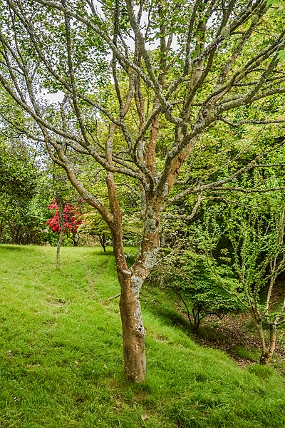 Acer serrulatum (Acer oliverianum)