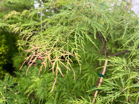 Acer palmatum 'Chantilly Lace'