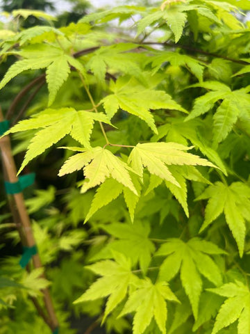 Acer palmatum 'Dragon Master' (aka Japanese Maple)