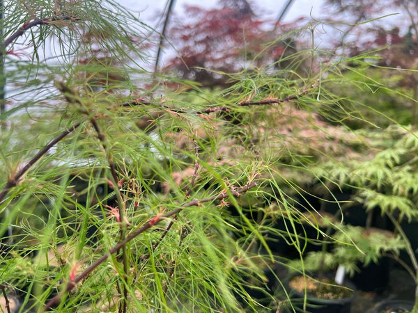 Acer palmatum 'Fairy Hair' (aka Japanese Maple)