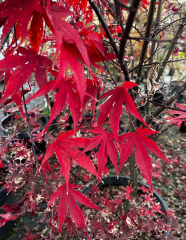 Acer palmatum 'Fireglow' (aka Japanese Maple)