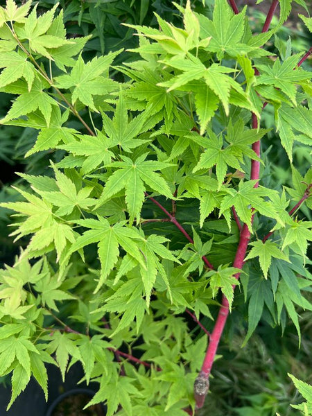 Acer palmatum 'Little Sango' (Little Sango Japanese Maple)