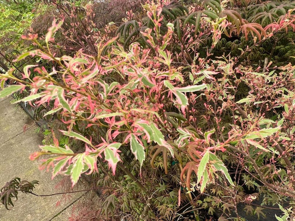 Acer palmatum 'Marlo'