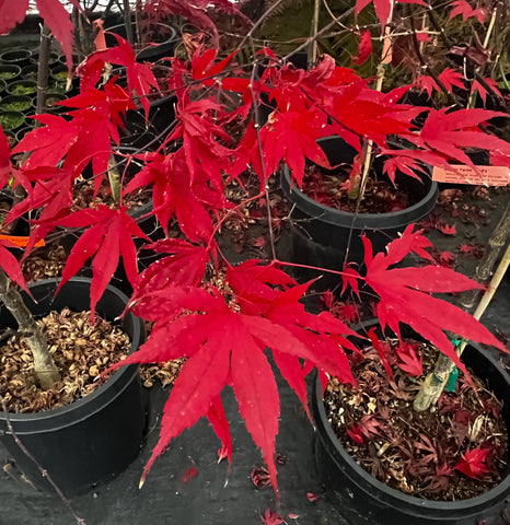 Acer palmatum 'Moonfire' (aka Japanese Maple)