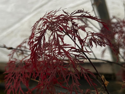 Acer palmatum 'Red Filigree Lace' (Red Filigree Lace Japanese Maple)