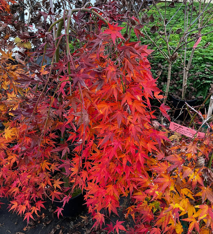Acer palmatum 'Ryusen' (aka 'Ryu sei,' Japanese Maple)