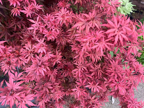 Acer palmatum 'Shaina' (Shaina Japanese Maple)