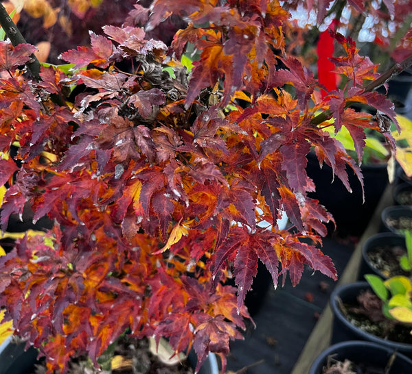 Acer palmatum 'Shishigashira' (Shishigashira Japanese Maple)