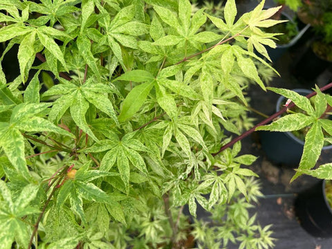 Acer palmatum 'Ukigumo' (Ukigumo or Floating Clouds Japanese Maple)