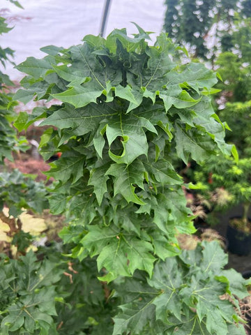 Acer platanoides 'Rezek' (aka Columnar Norway Maple)