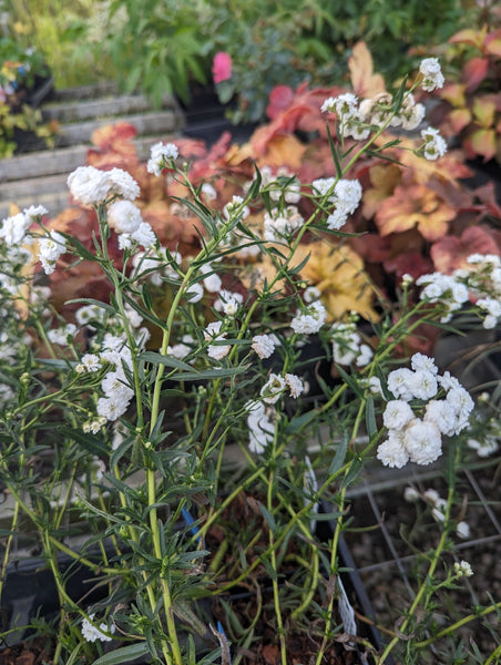 Achillea ptarmica 'Angel's Breath'