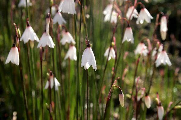 Acis autumnalis (aka Leucojum autumnale, Autumn Snowflake)