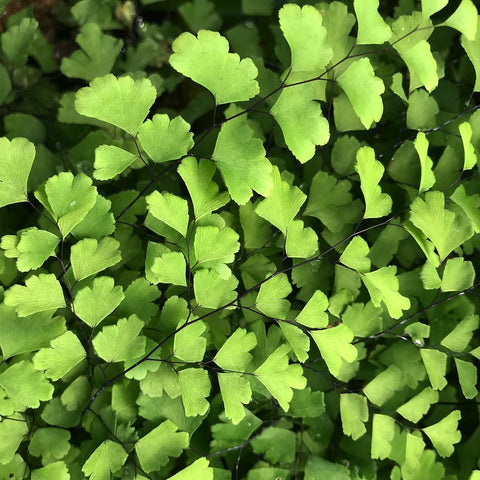 Adiantum 'Golden Michael' (aka Maidenhair Fern)