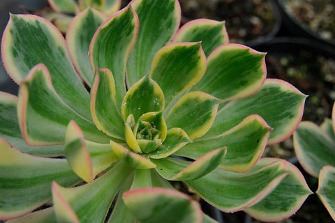 Aeonium 'Sunburst'