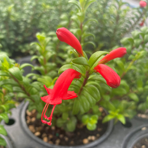 Aeschynanthus buxifolius