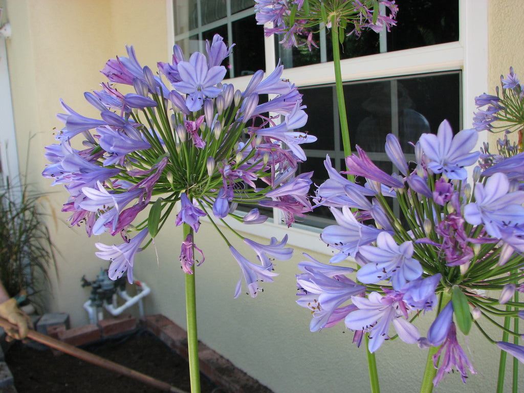 Agapanthus 'Peter Pan'(aka Lily of the Nile) – plant lust