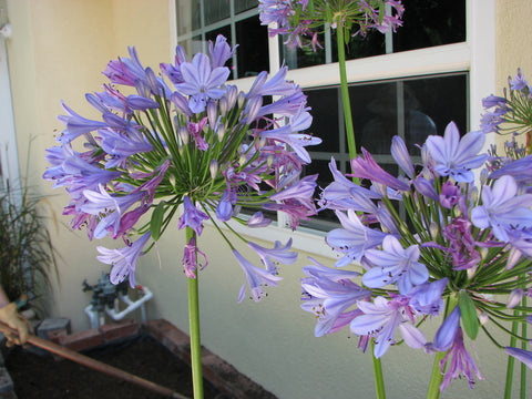 Agapanthus 'Peter Pan'(aka Lily of the Nile)