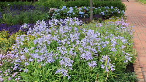 Agapanthus africanus 'Queen Anne' (aka Lily of the Nile)