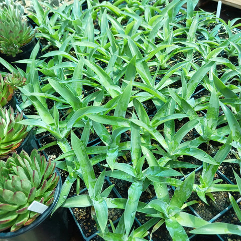 Agave 'Blue Fantastic'