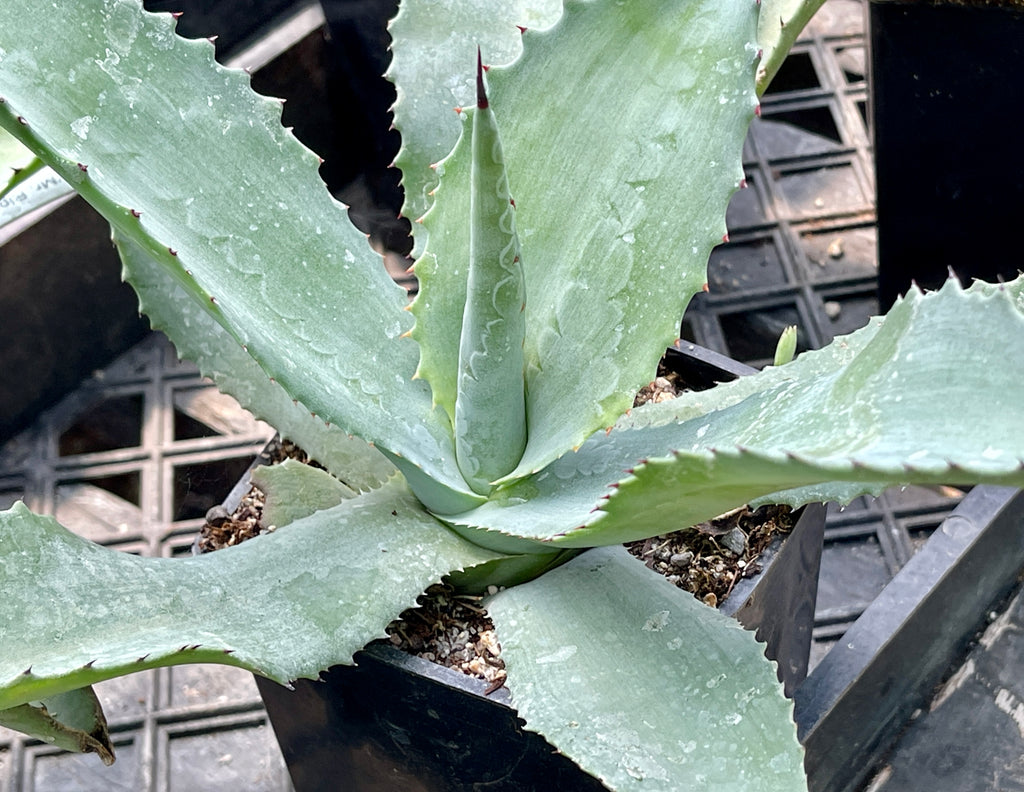 Agave 'Mr. Ripple' – plant lust
