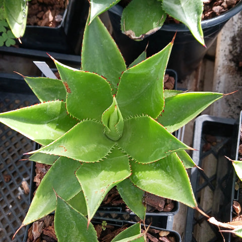 Agave chiapensis
