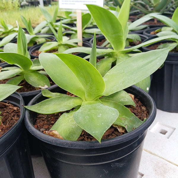 Agave ellemeetiana 'Satina'