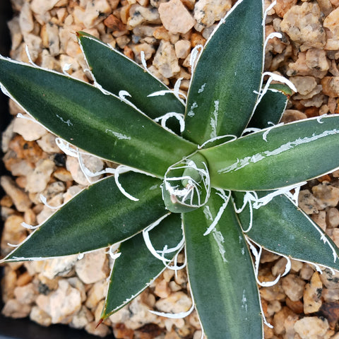 Agave filifera - Thread Agave