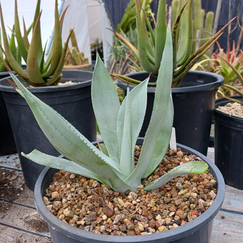 Agave beauleriana (aka A. franzosinii)