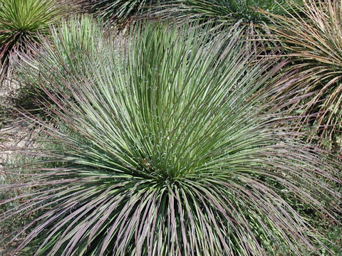 Agave geminiflora