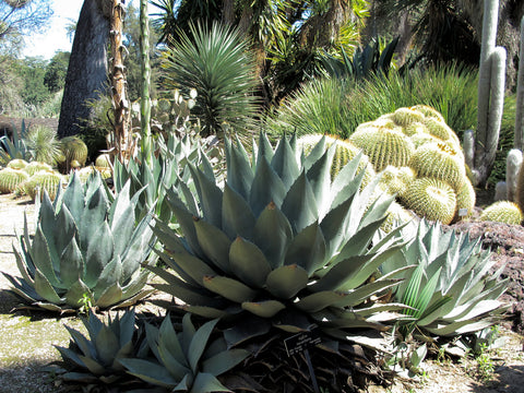 Agave havardiana