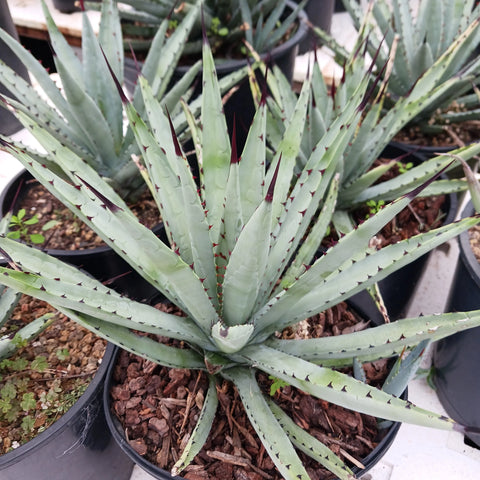 Agave macroacantha - Black Spined Century Plant