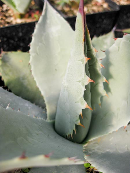 Agave parryi (aff. var. couesii) [SBHMPS 6728]