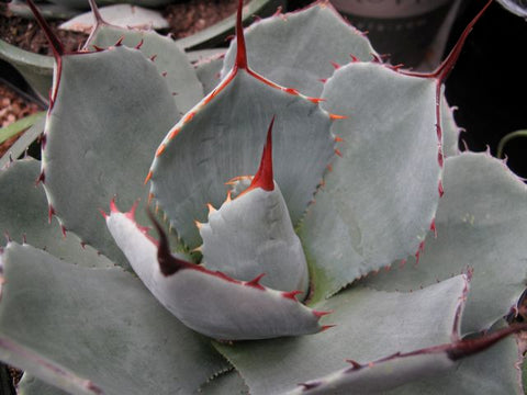 Agave parryi var. truncata
