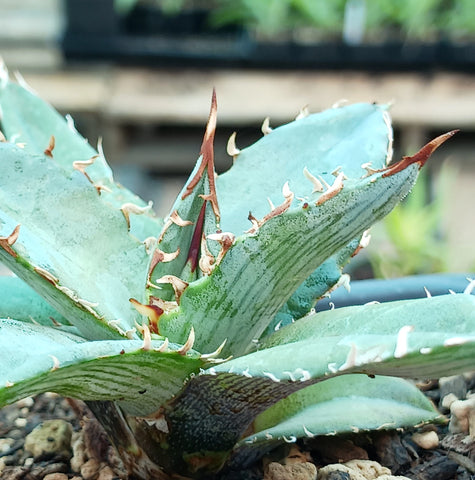 Agave xylonacantha (Saw Leaf Agave)
