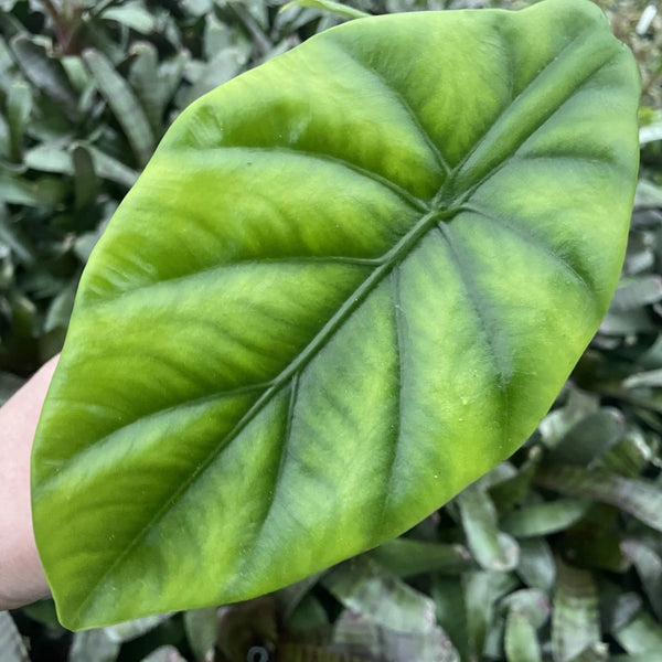 Alocasia 'Green Shield'