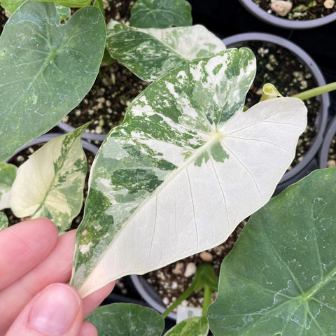 Alocasia macrorrhizos 'Variegata'