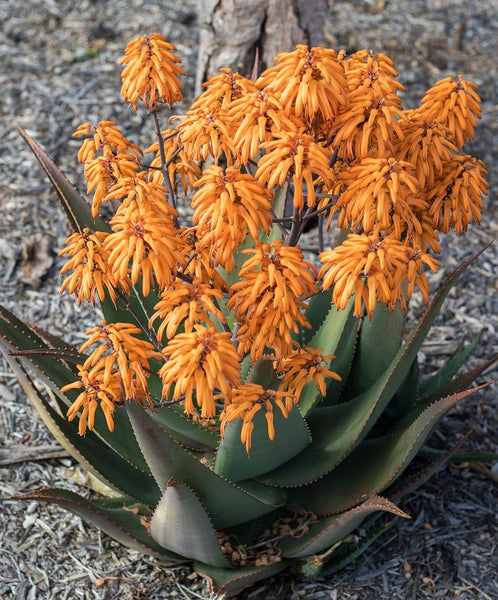 Aloe chabaudii 'Orange Burst'
