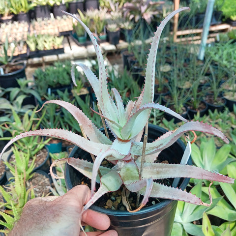 Aloe acutissima