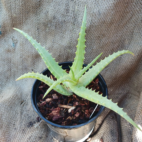 Aloe arborescens 'Variegata'