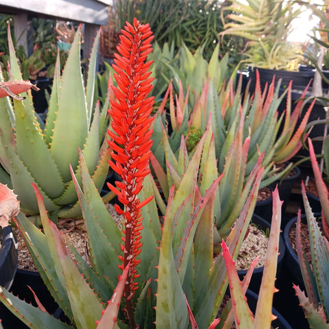 Aloe arborescens x ferox 'Tangerine'