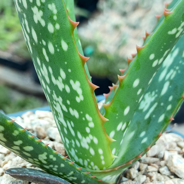 Aloe camperi 'Cornuta'