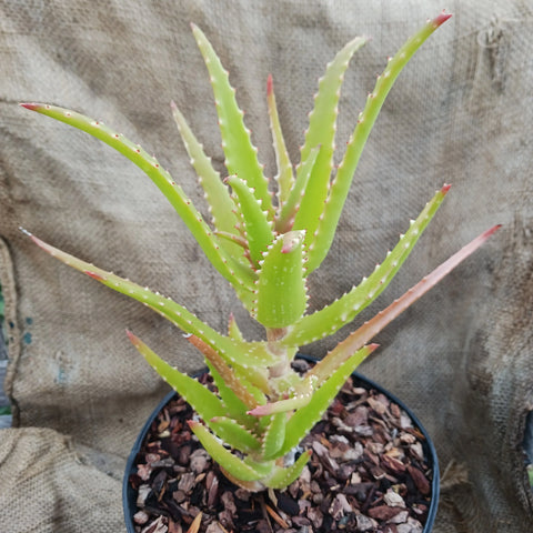 Aloe dawei