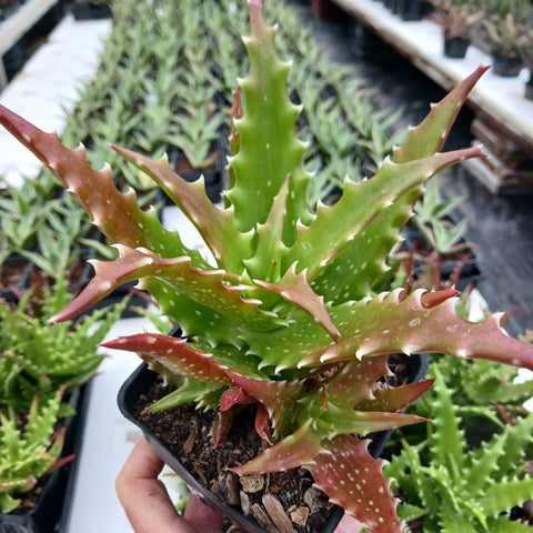 Aloe dorotheae (crimson)